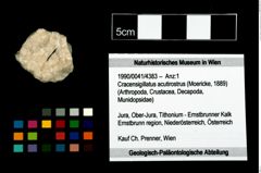 Foto (Objekt + Etikett) von Cracensigillatus acutirostrus (Moericke, 1889)  (NHMW-GEO-1990-0041-4383)